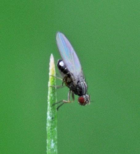Scaptomyza pallida
